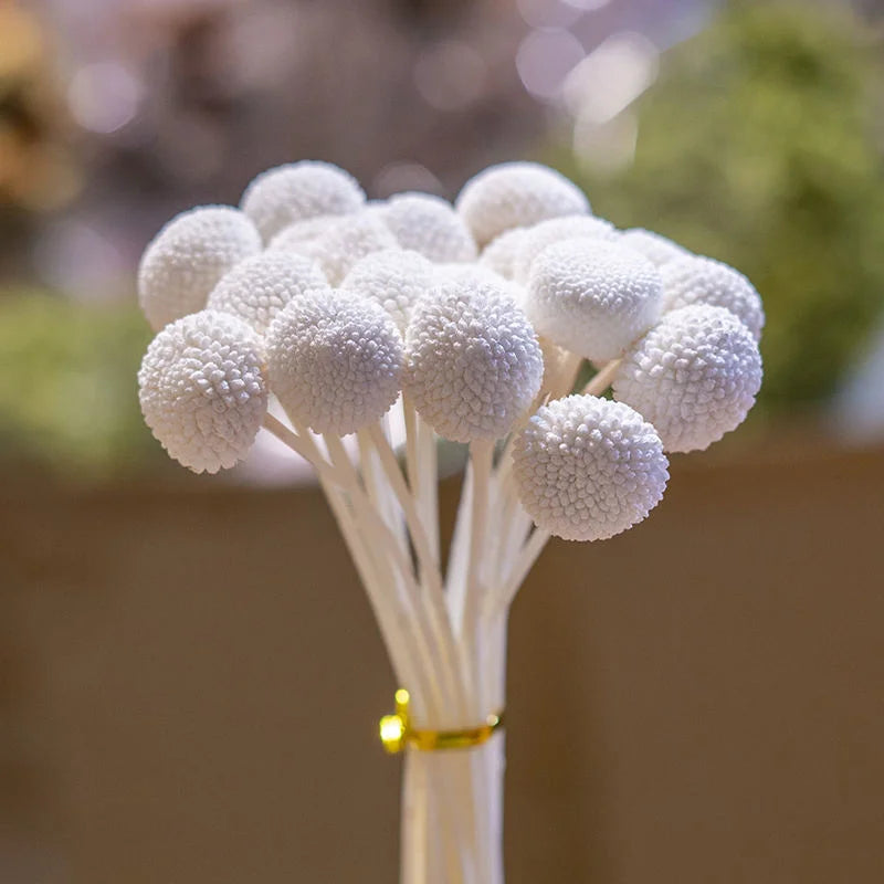 Dried Preserved Natural Billy Balls Arrangement