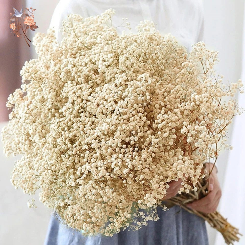 Dried Baby Breath Natural Dry Flowers