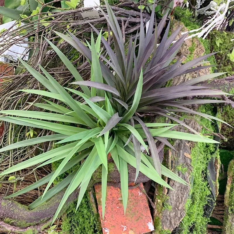 Artificial Chlorophytum  Grasses Plant