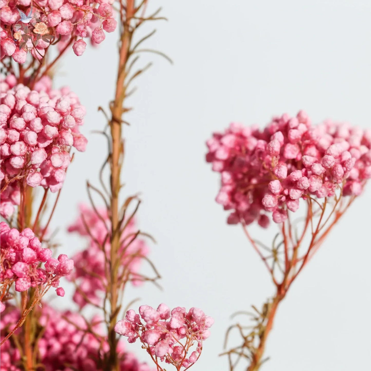 Natural Dried Eternal Rice Flowers