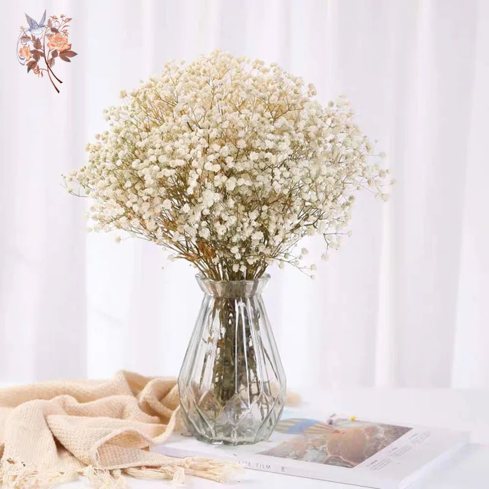 Dried Baby Breath Natural Dry Flowers